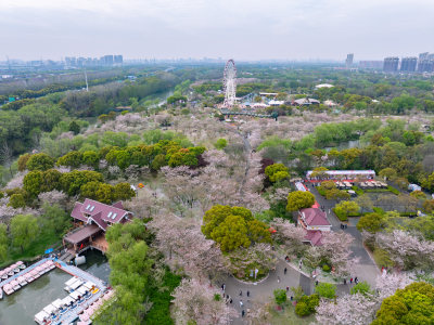 航拍上海宝山顾村公园樱花季樱花