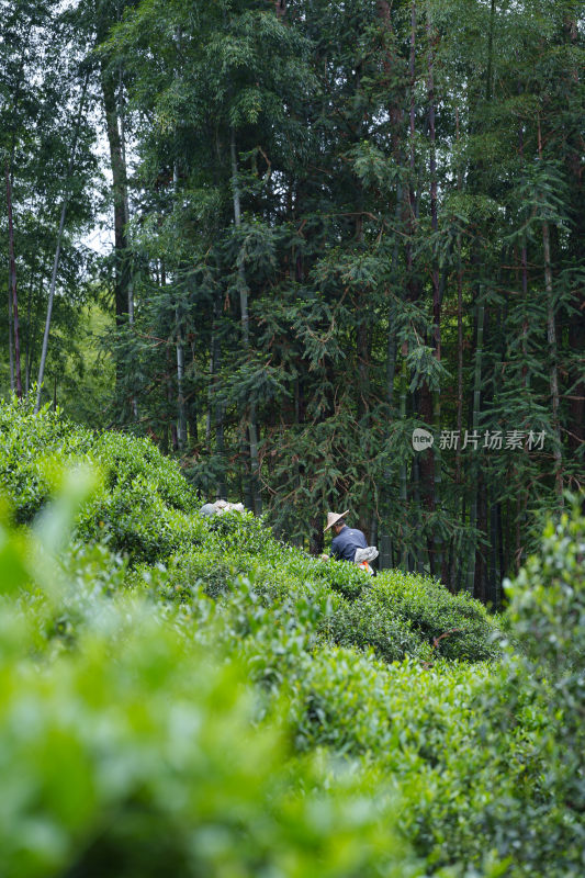 茶园茶叶茶树茶芽茶文化