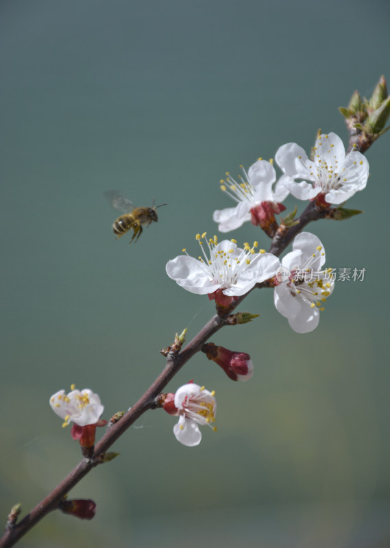 春天的绽放的杏花和蜜蜂