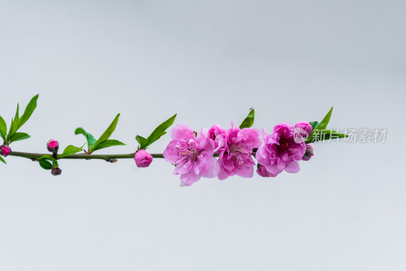 粉色桃花枝特写