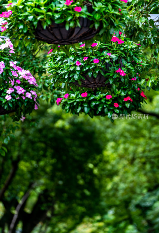 上海植物园自然风景景点景观