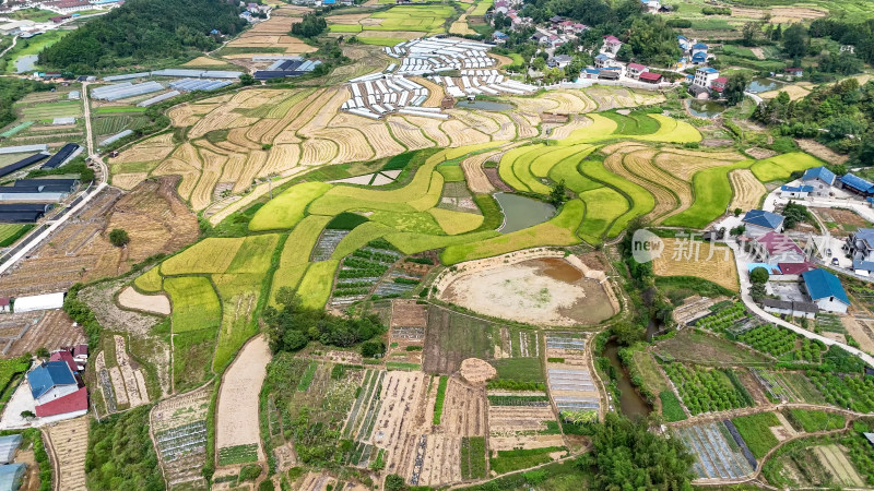 南方农田稻田秋收景色航拍图