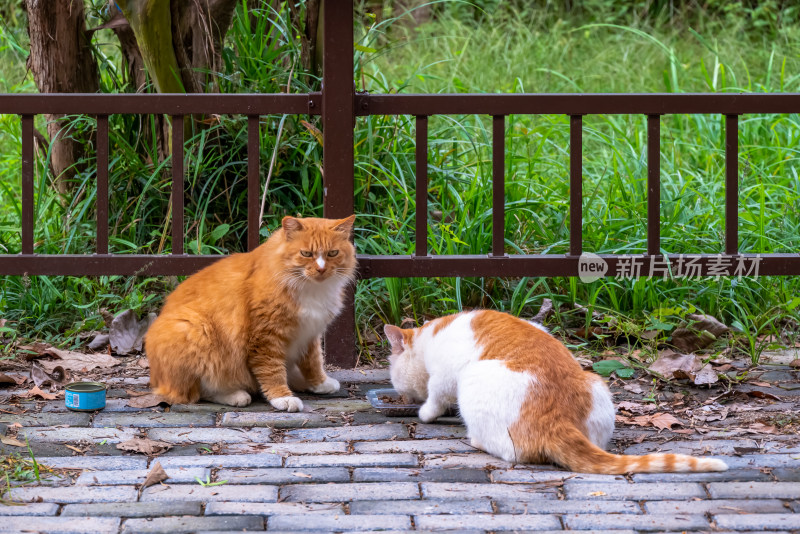 镜头中的橘猫特写