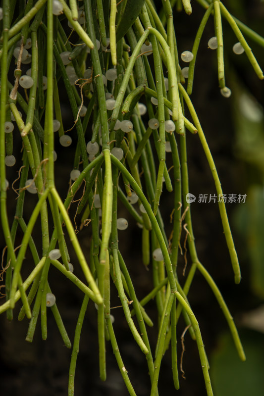 丝苇绿色植物特写