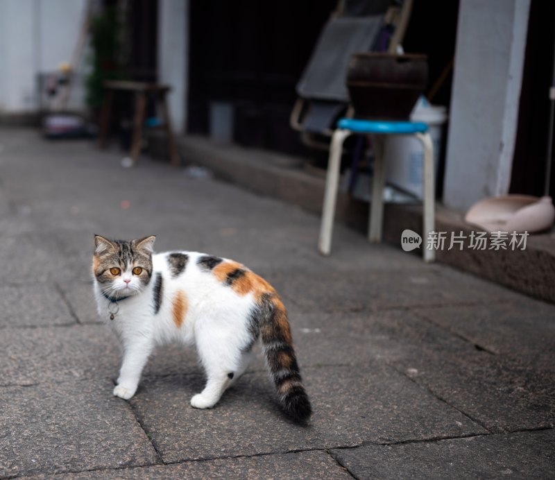 户外三色猫站立场景