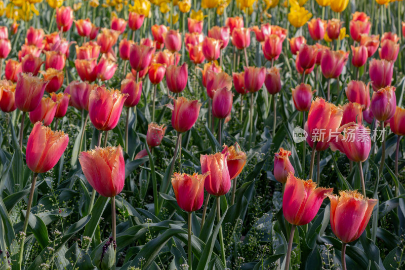 杭州太子湾多彩郁金香花海景观