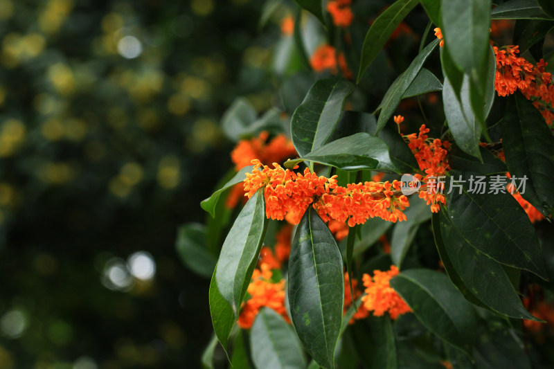 丹桂花枝背景实拍素材