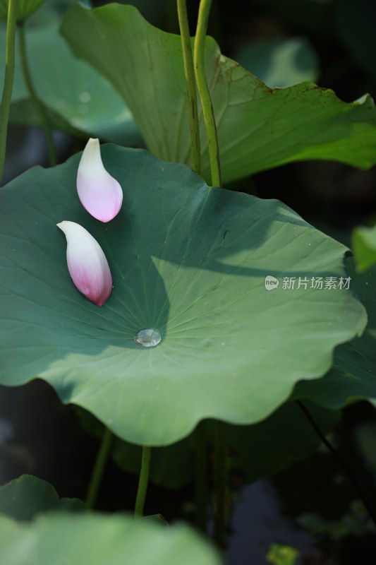 荷叶上的荷花花瓣与水珠