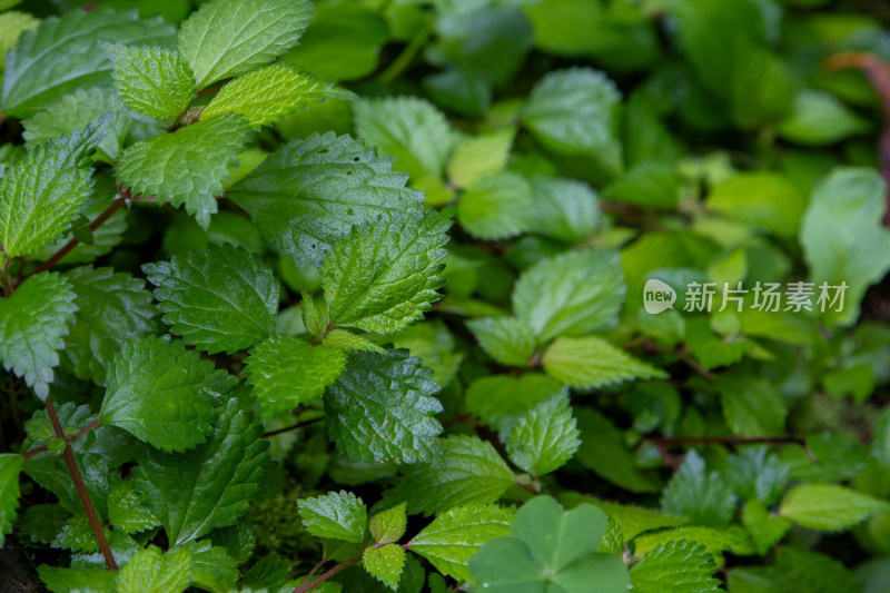 茂密生长的绿叶背景