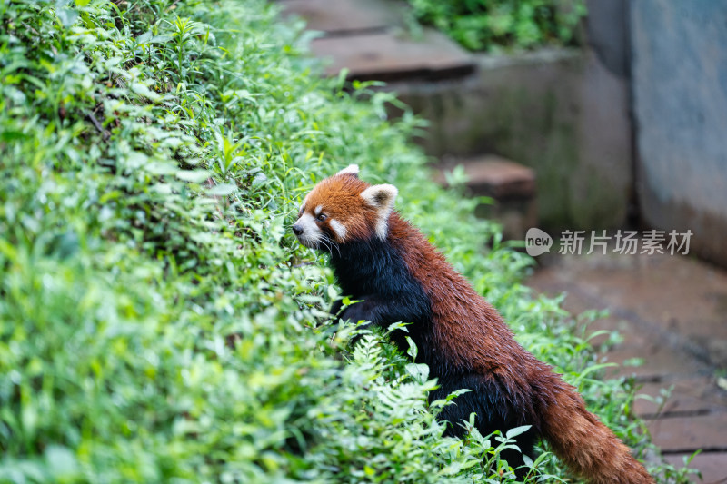 成都大熊猫繁育研究基地的小熊猫