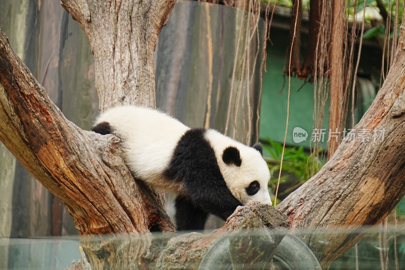 大熊猫幼崽妹猪趴在树干上休憩玩耍