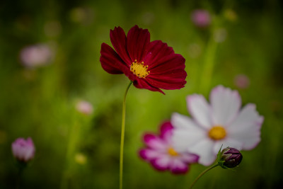 粉色秋英花特写