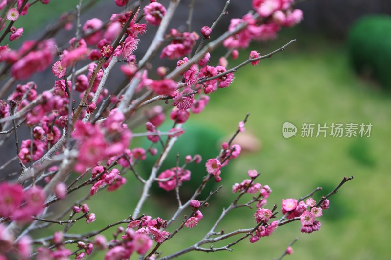 特写粉色梅花枝