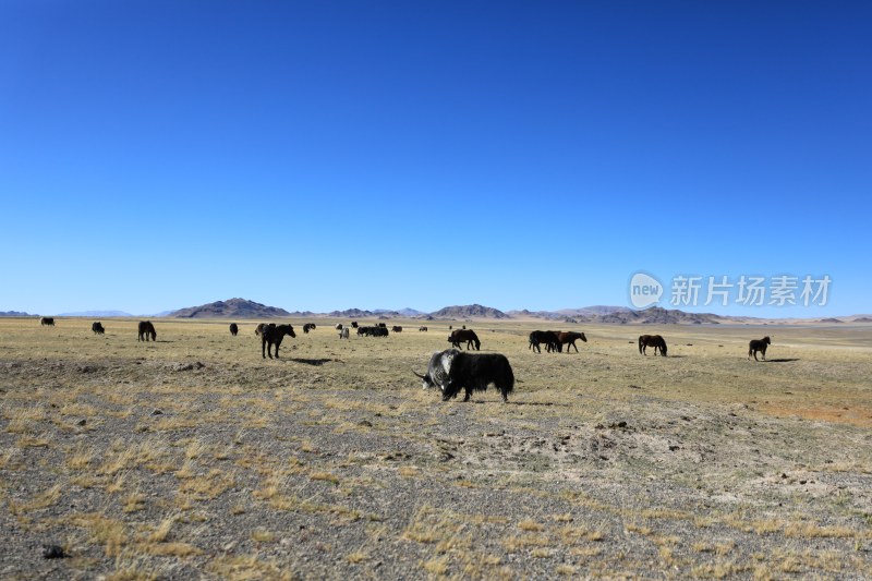中国西藏高原湖泊湖边的牦牛群