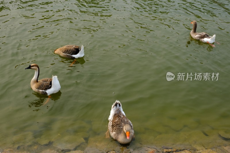 河里游泳的大鹅