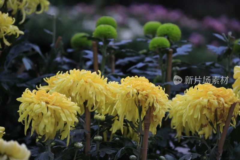 黄色菊花 丝状菊花 金丝菊 