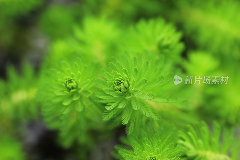 狐尾藻水草嫩叶特写