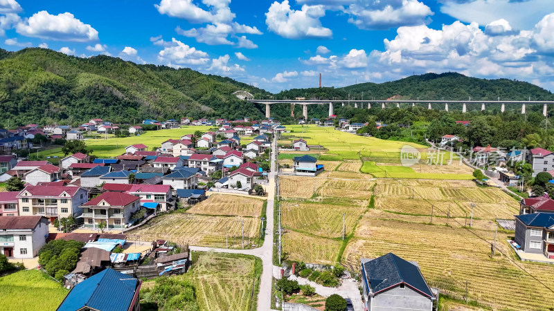 农业种植稻田收割机杂交水稻种植航拍图