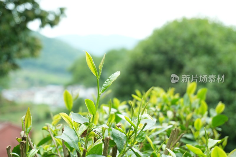 嫩绿的茶叶茶芽特写