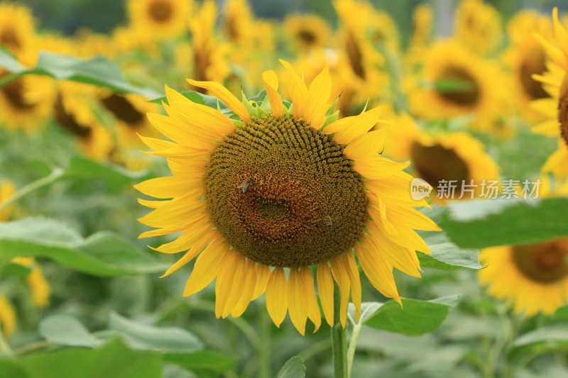 向日葵花太阳花