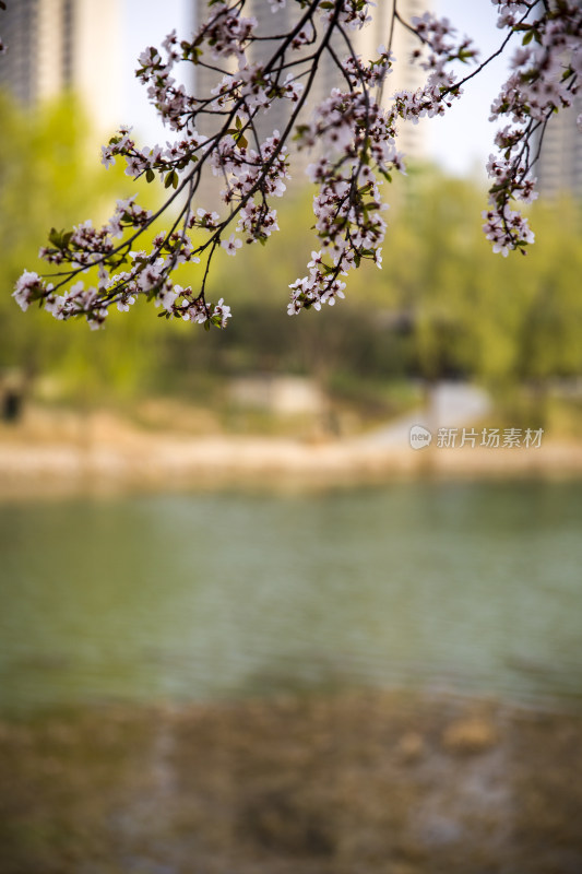 清明踏青园林花草树木