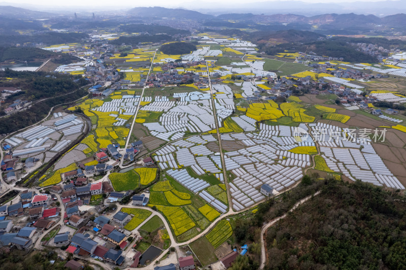 农业种植农田油菜花航拍图