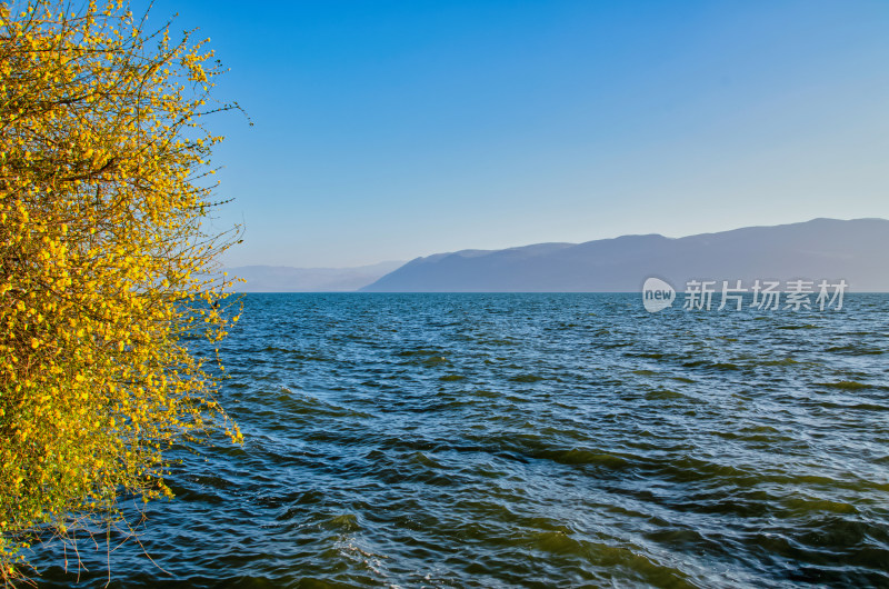 云南大理洱海湖岸鲜花