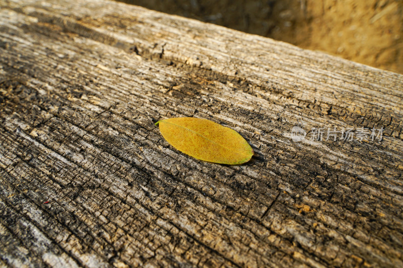 黄色树叶在木桌上