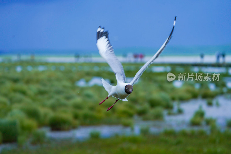 若尔盖的海鸥