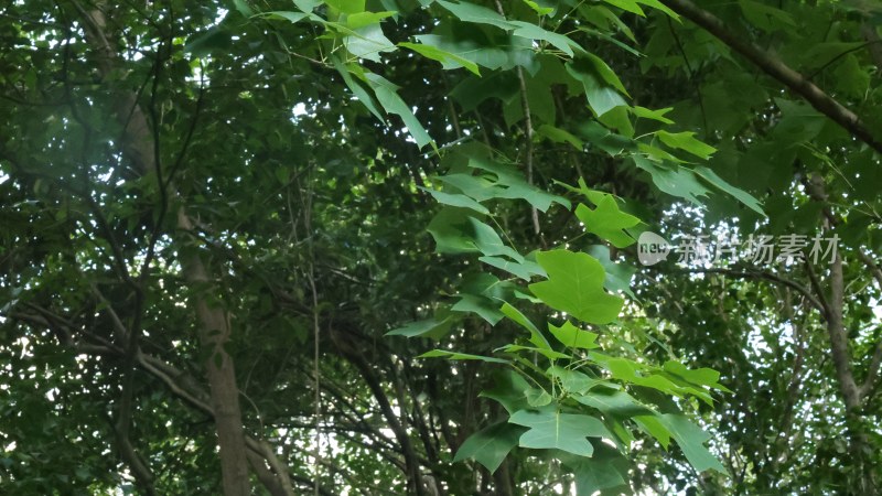 茂密绿树与繁茂树叶