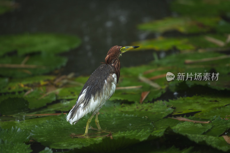 暴雨天池塘里全身湿透的池鹭