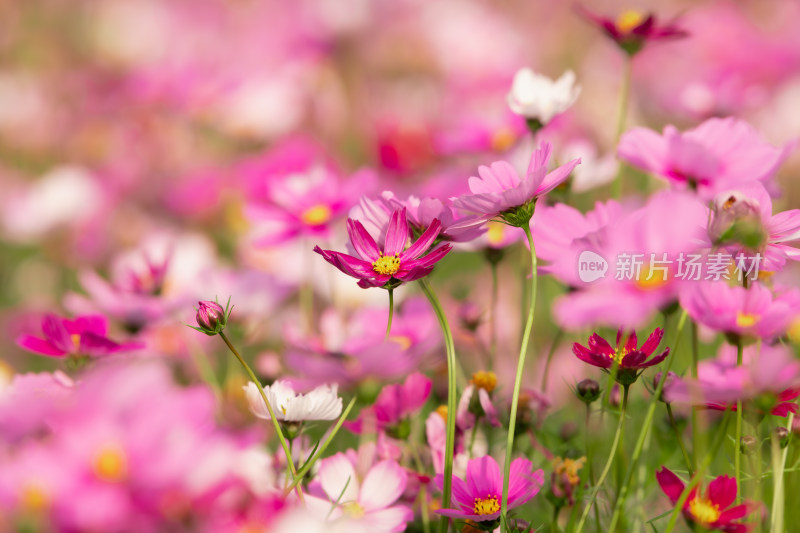 夕阳下的格桑花或波斯菊