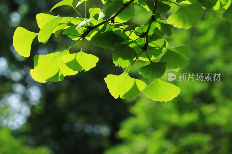 阳光下的银杏绿叶背景