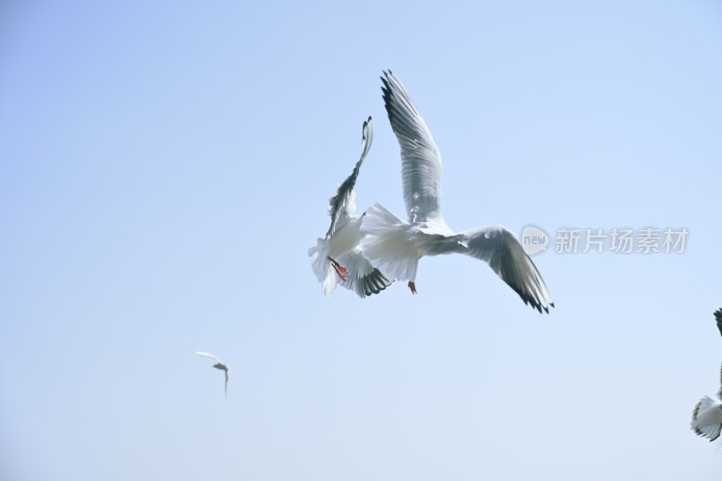 天空中飞翔的海鸥