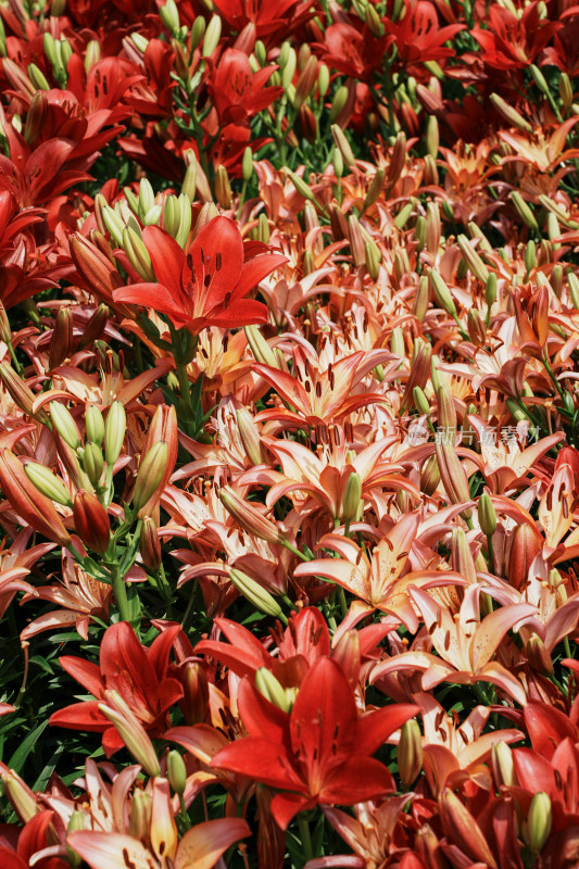 北京花乡公园百合花