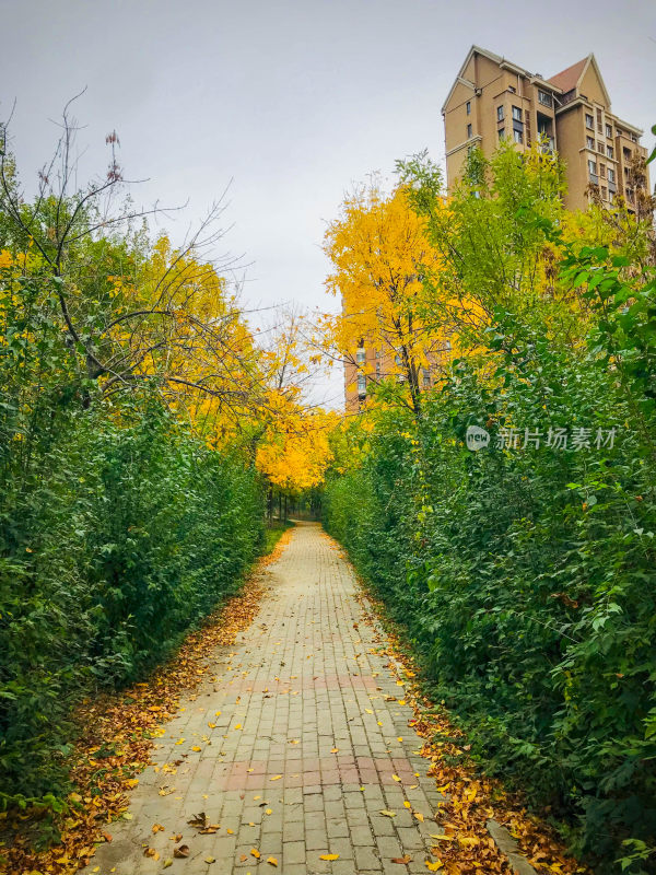 落叶铺地的小区林荫小道秋景