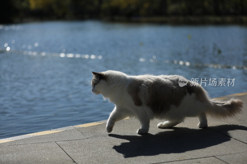 一只在湖边行走的猫