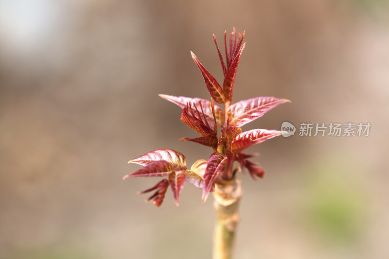 长出来的香椿芽