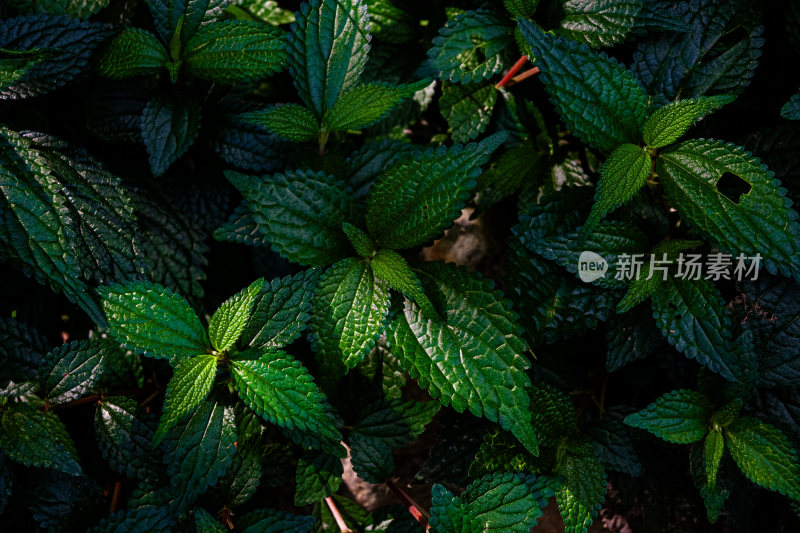 绿色植物叶片特写