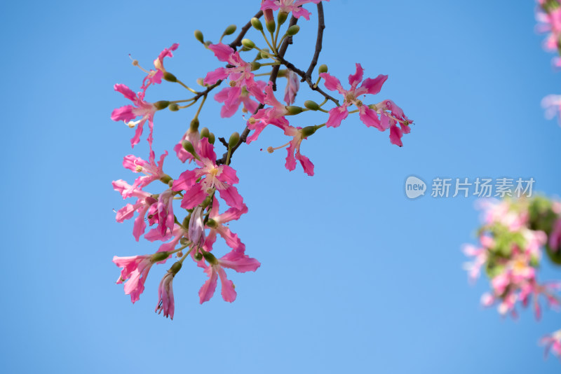 蓝天下盛开的粉色花朵特写