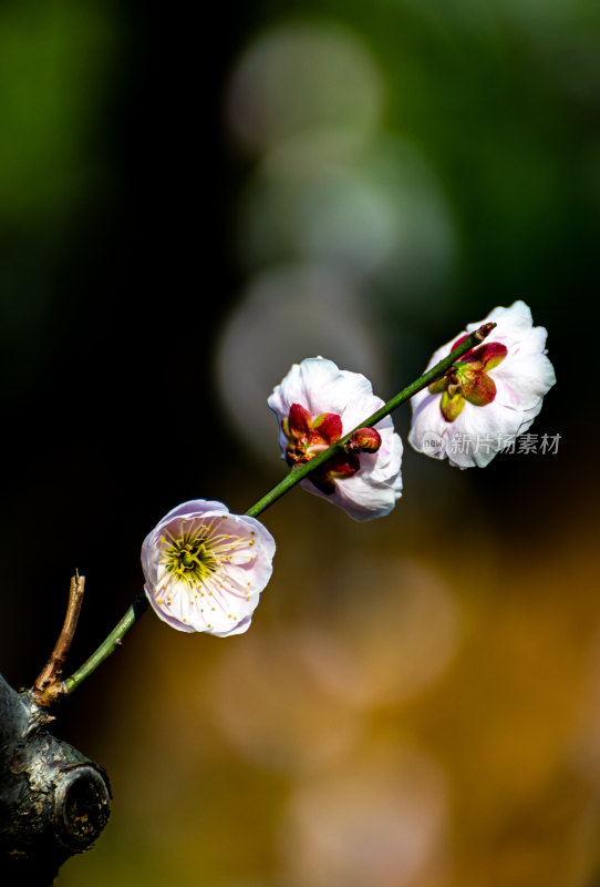 上海静安雕塑公园梅花春天