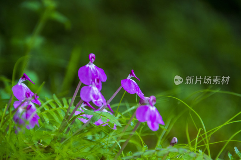 甲尔猛措森林中的野花藓生野马蒿