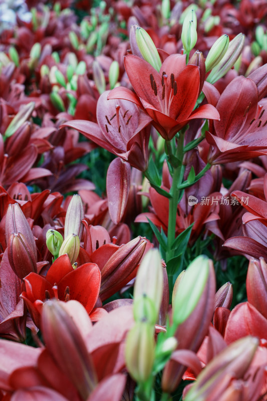 北京花乡公园百合花