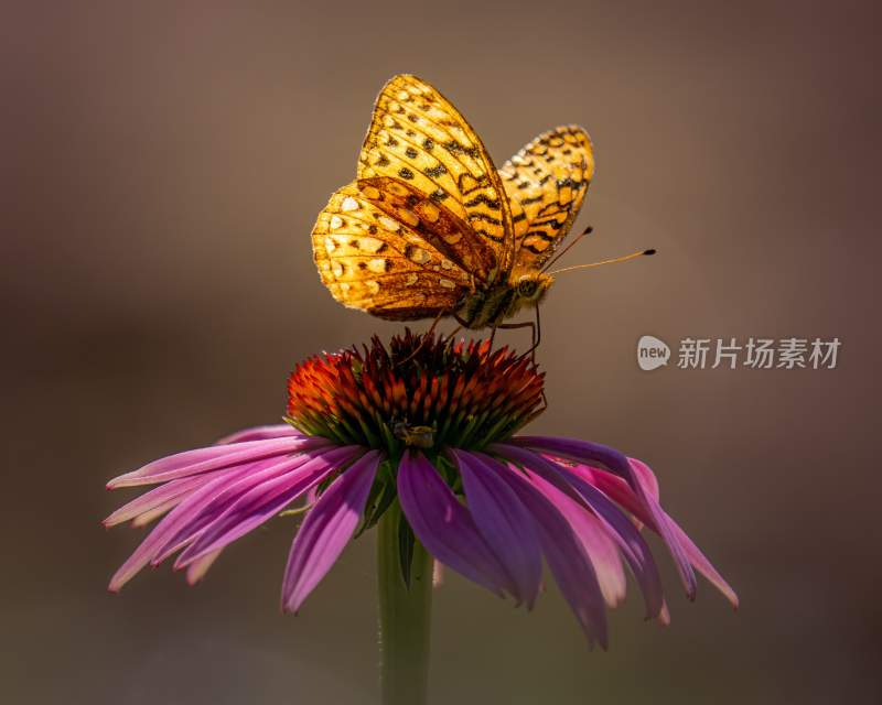 蝴蝶采蜜，觅食的蝴蝶