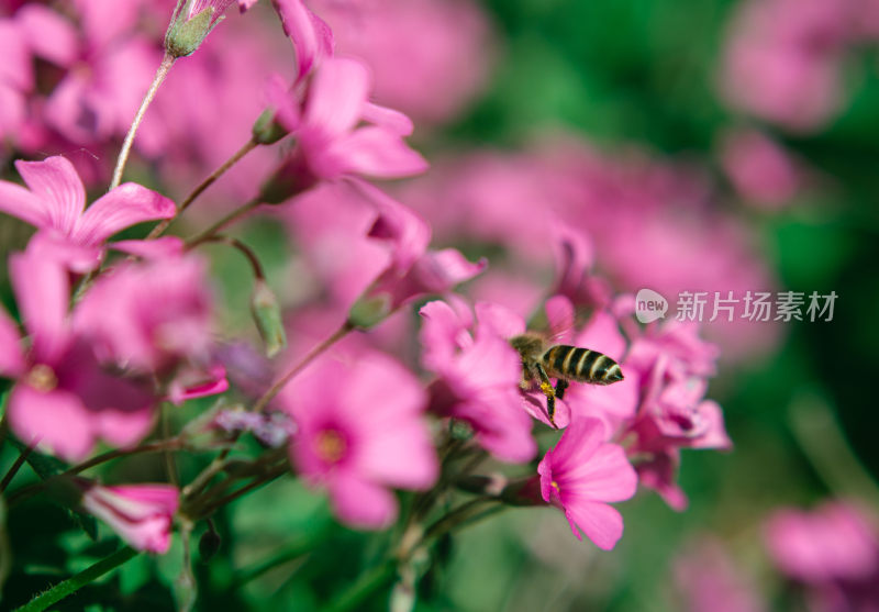 蜜蜂在粉色花朵上采蜜