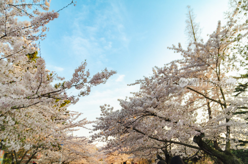 青岛中山公园盛开的樱花盛开