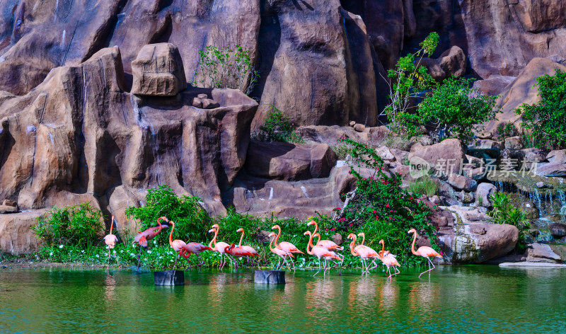 越南芽庄珍珠岛海上游乐园动物火烈鸟