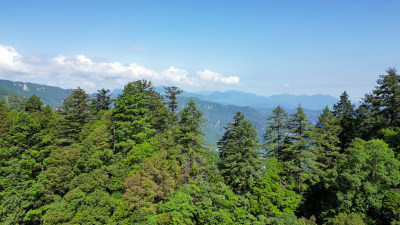 航拍湖北神农架天燕景区