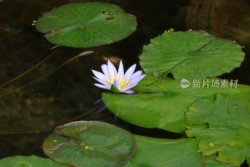 花朵随拍