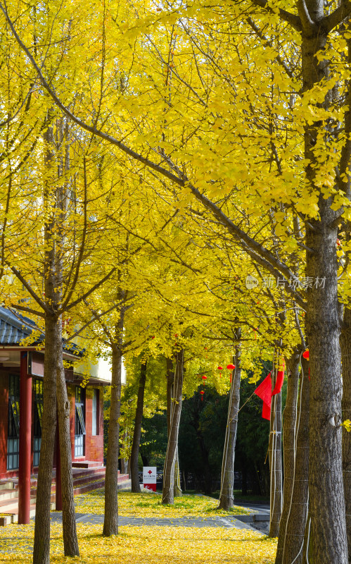 洛阳白云山风景区，道路旁的银杏树秋色